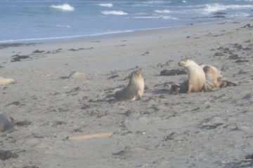 Kangaroo Island in Australien