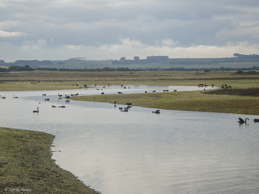 Phillip Island in Australien