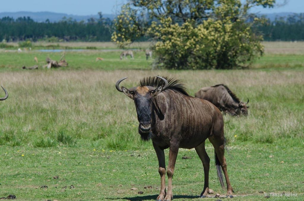 Plettenberg Bay Game Reserve