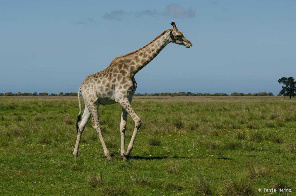 Plettenberg Bay Game Reserve