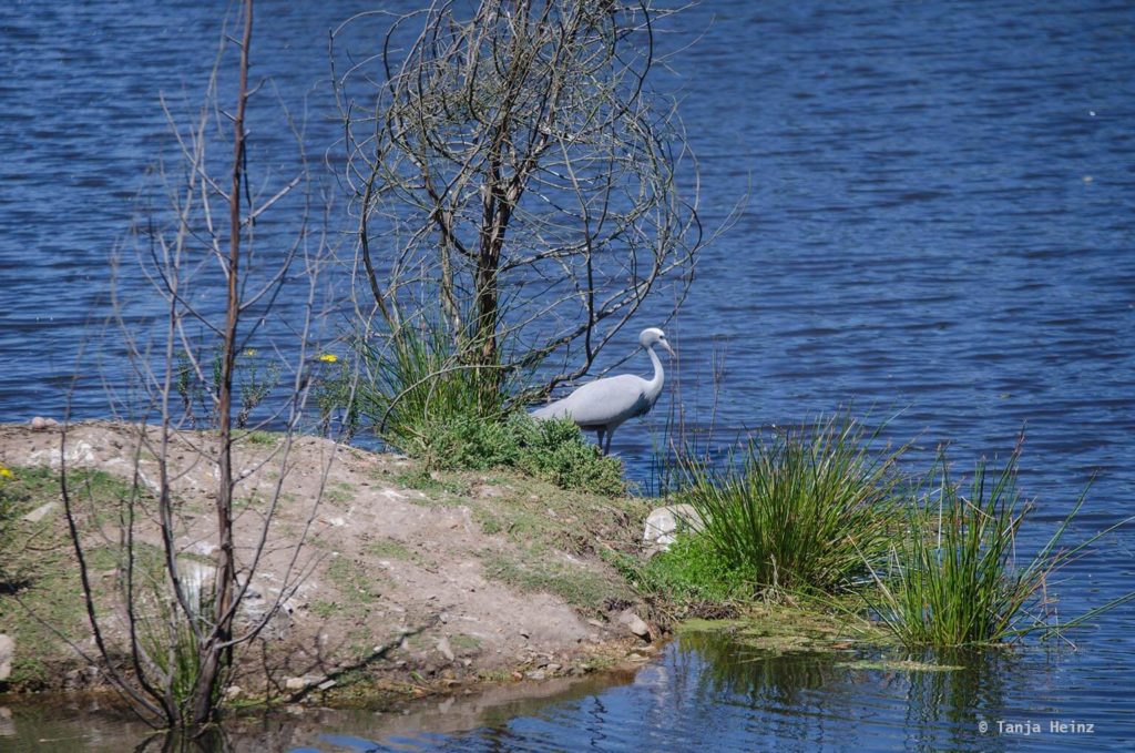 Plettenberg Bay Game Reserve