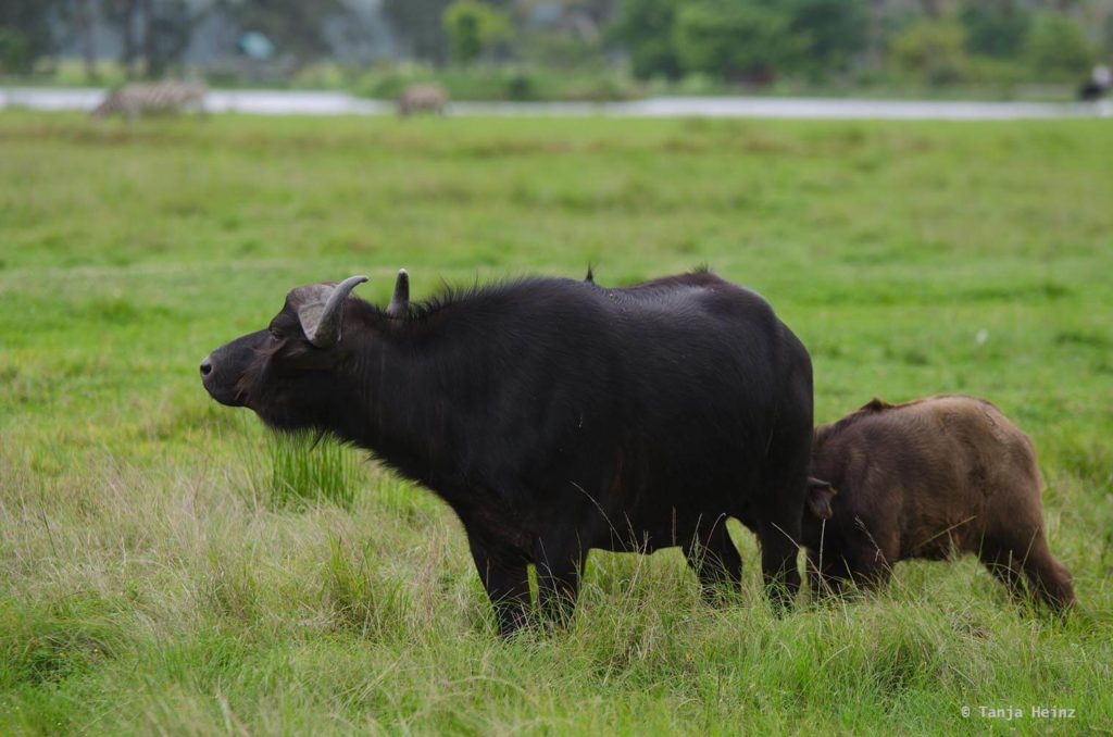 Plettenberg Bay Game Reserve