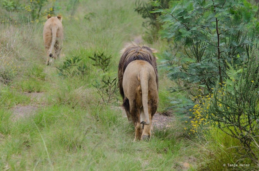 Plettenberg Bay Game Reserve