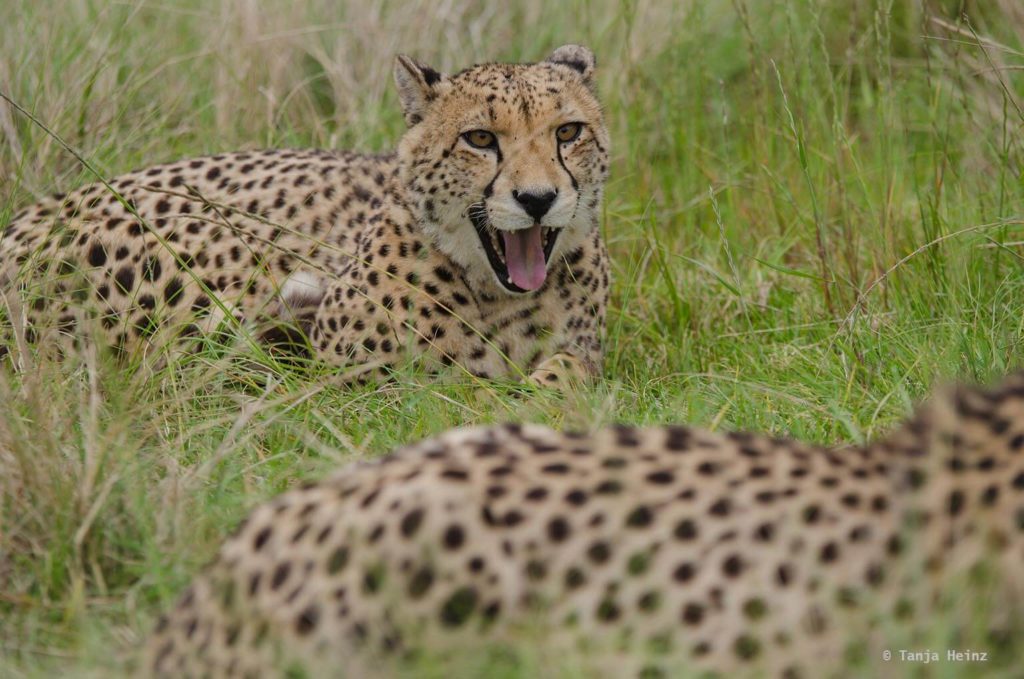 Plettenberg Bay Game Reserve