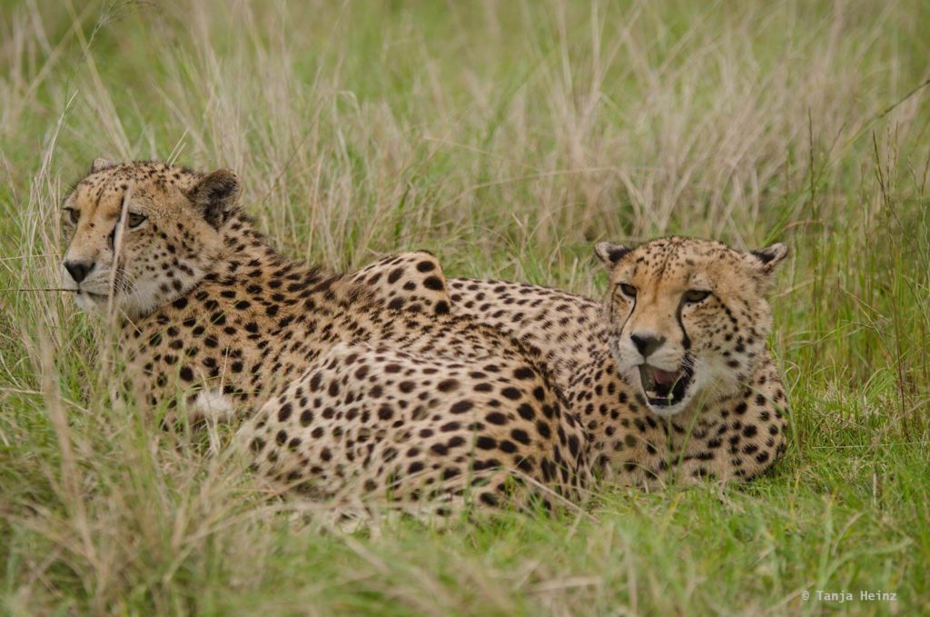 Plettenberg Bay Game Reserve