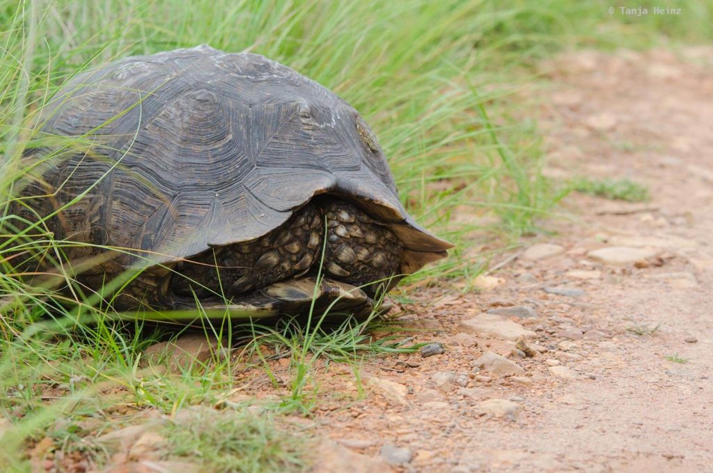 Plettenberg Bay Game Reserve