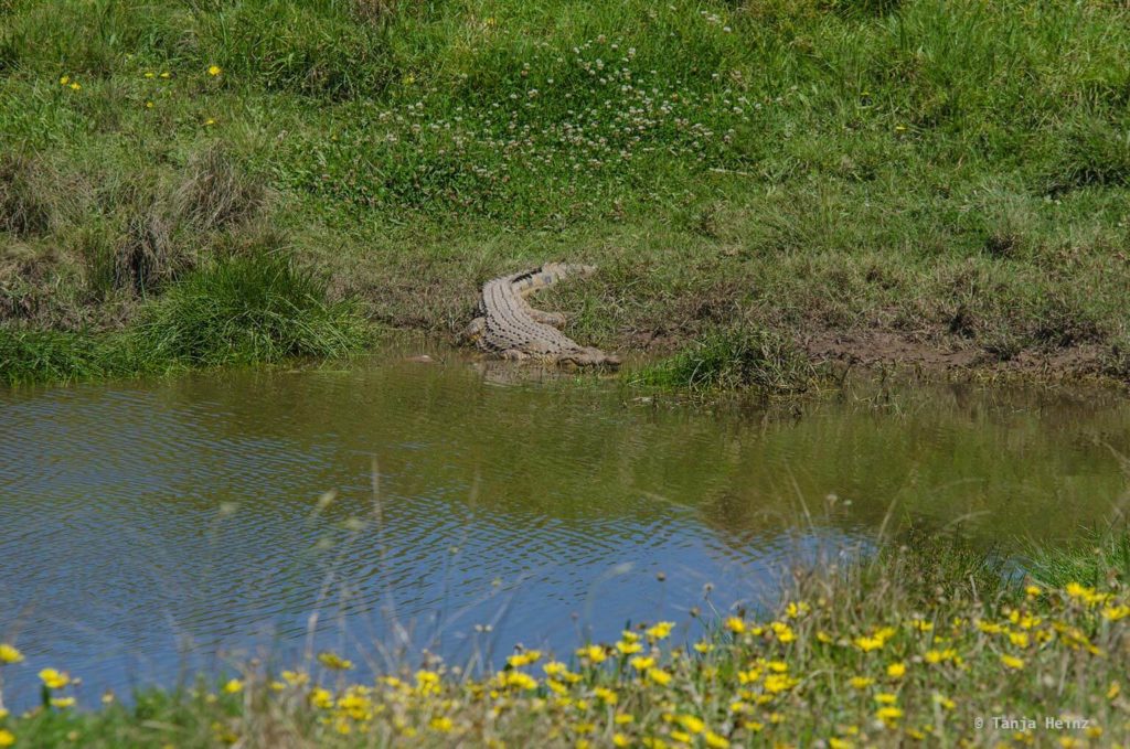Plettenberg Bay Game Reserve