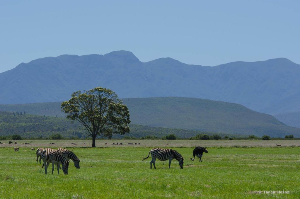 Plettenberg Bay Game Reserve