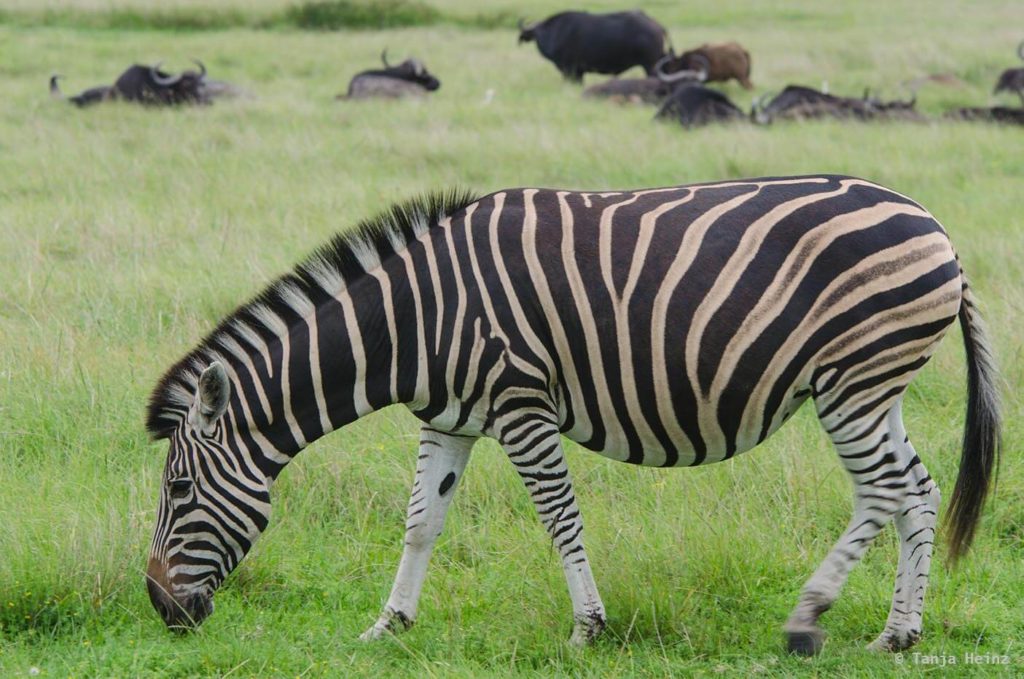 Plettenberg Bay Game Reserve