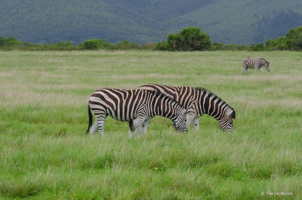 Plettenberg Bay Game Reserve