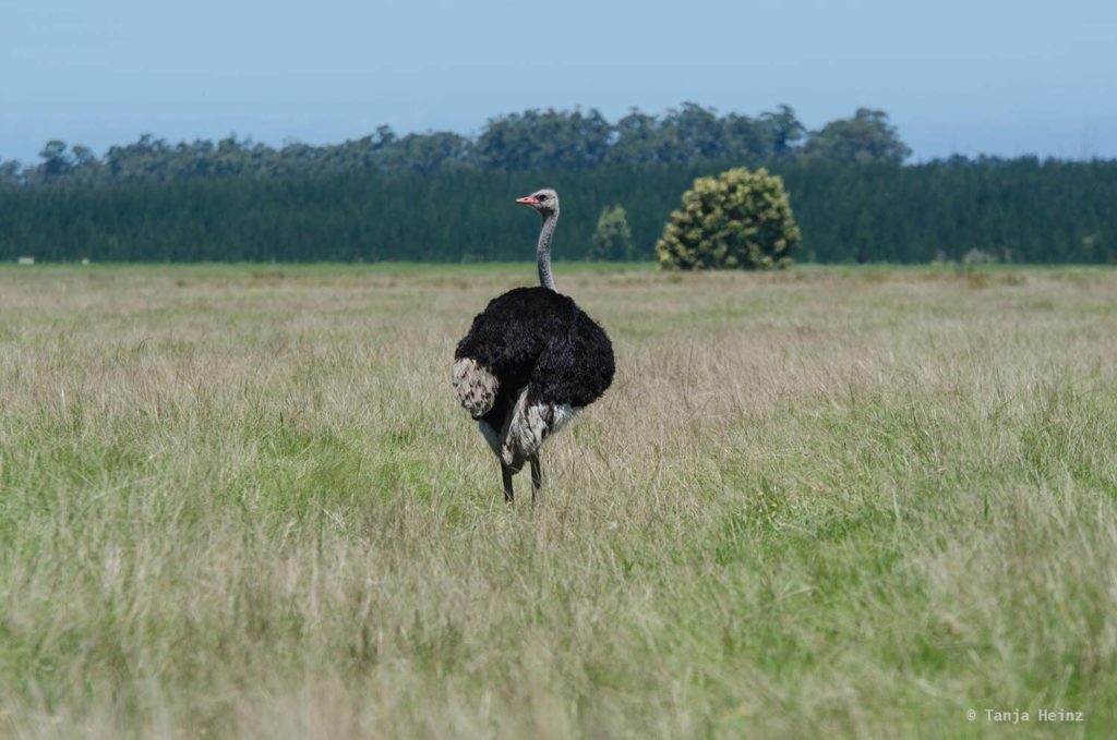 Plettenberg Bay Game Reserve