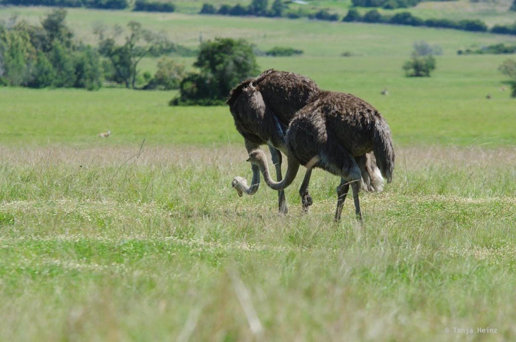Plettenberg Bay Game Reserve