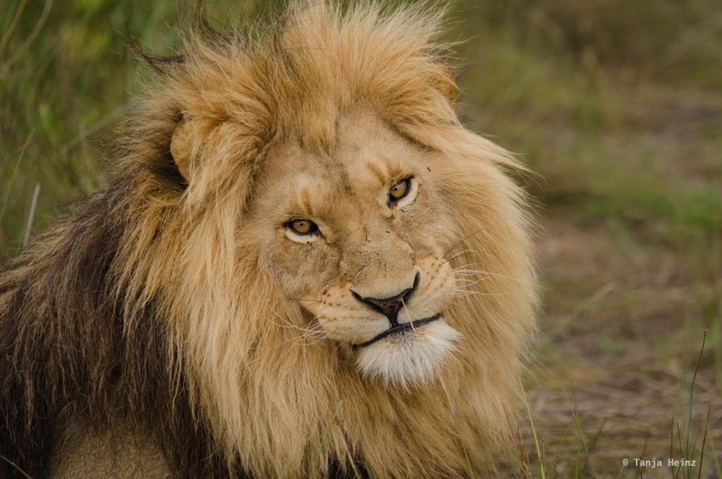 Plettenberg Bay Game Reserve