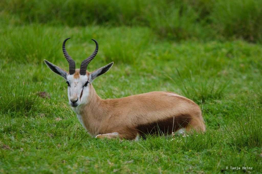 Plettenberg Bay Game Reserve