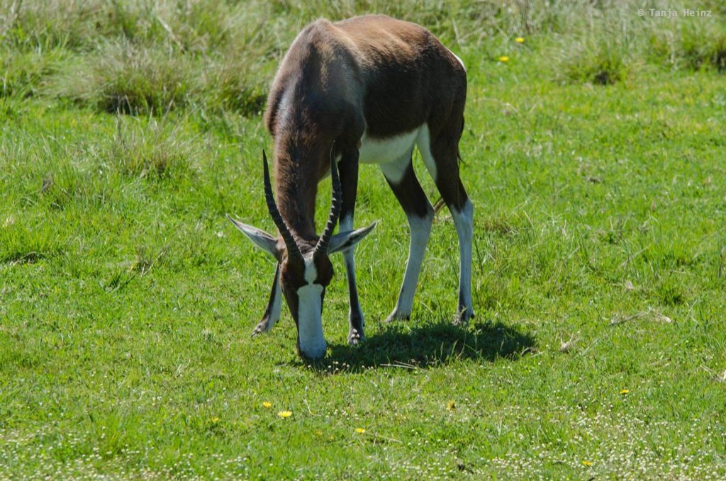 Plettenberg Bay Game Reserve