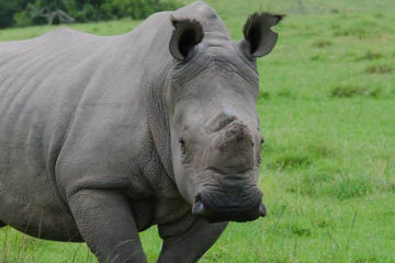 Plettenberg Bay Game Reserve