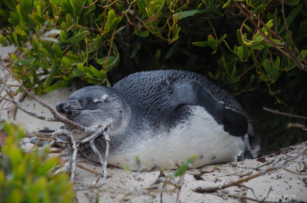 Brillenpinguine