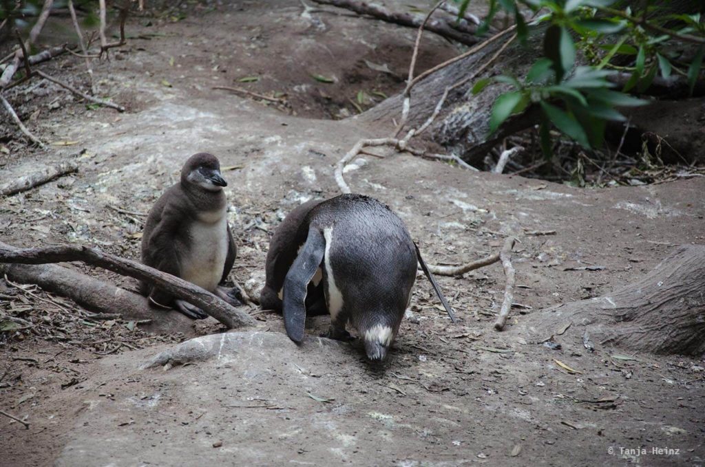 Brillenpinguine
