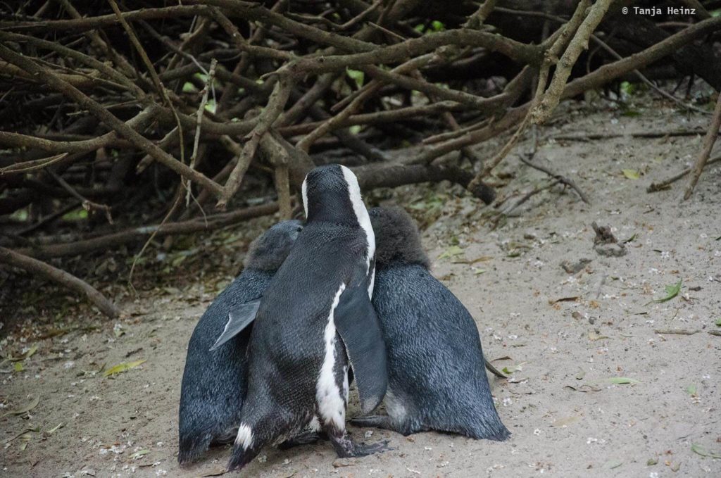 Brillenpinguine