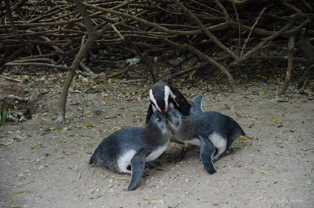 Brillenpinguine