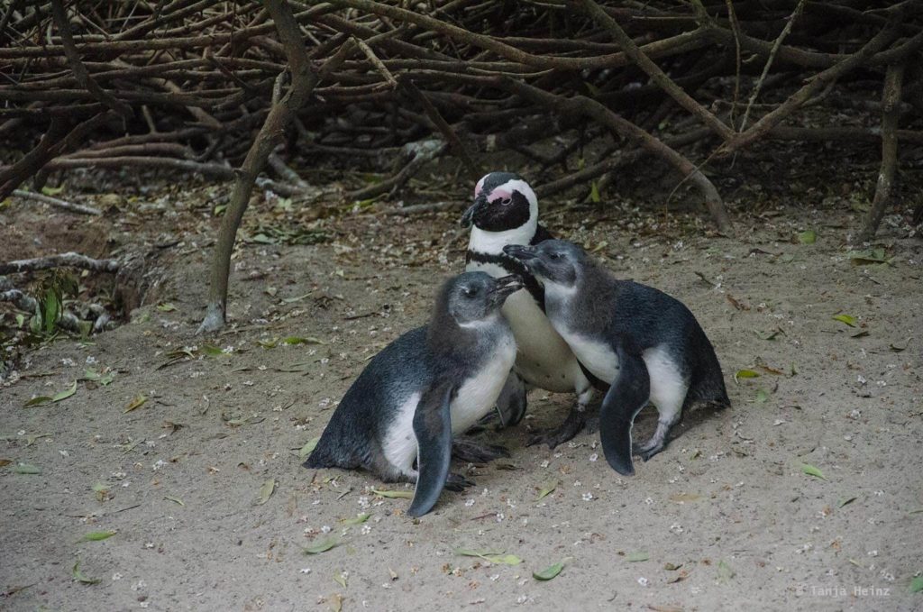 Brillenpinguine