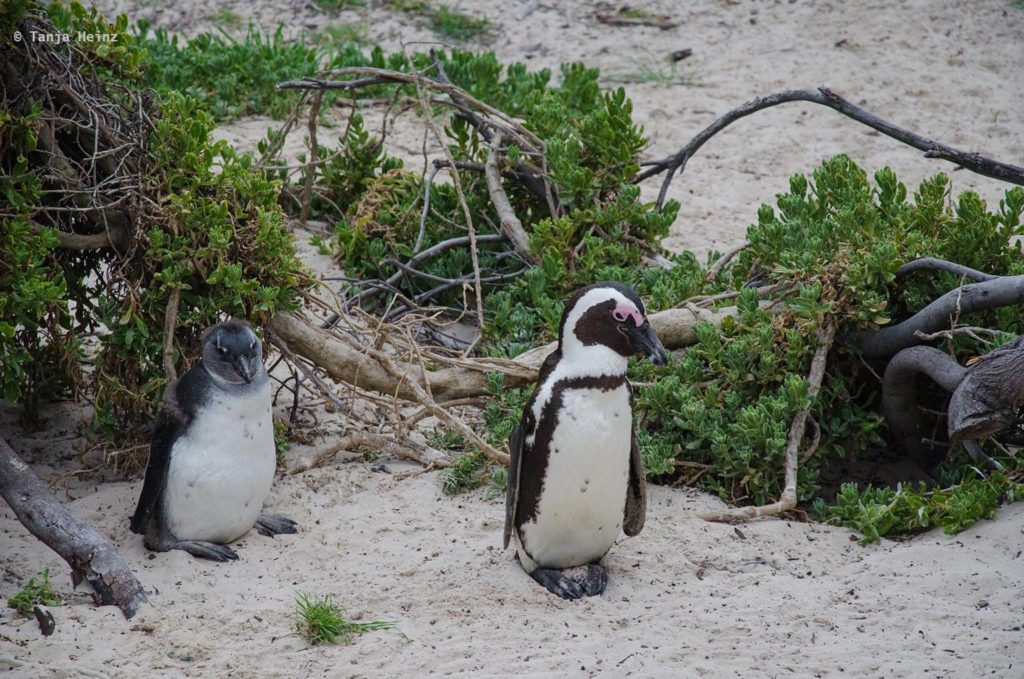 Brillenpinguine