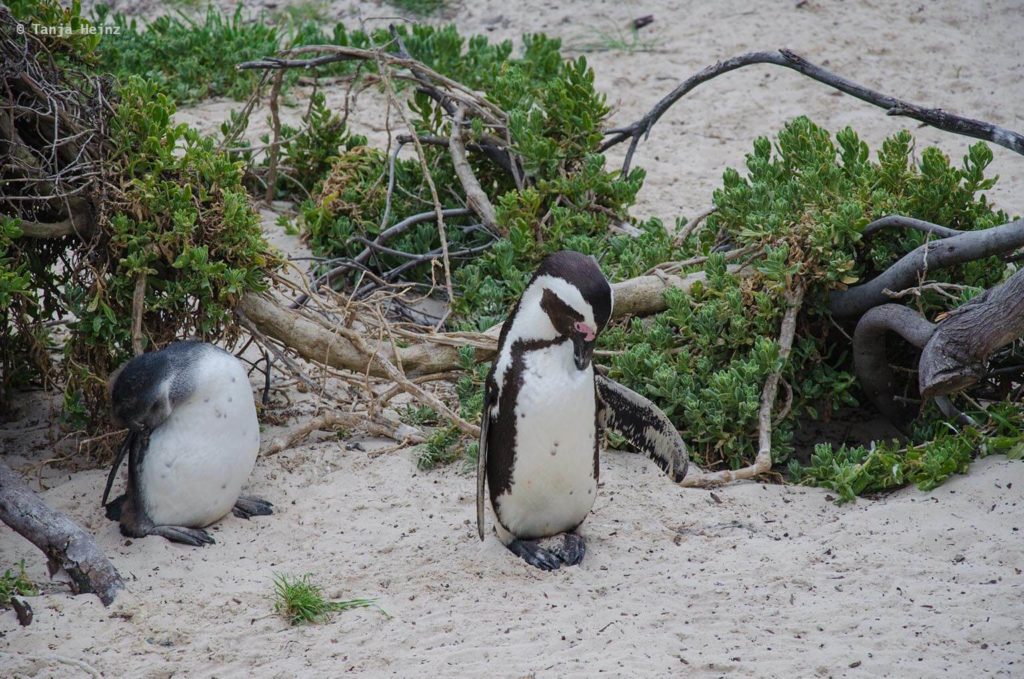 Brillenpinguine