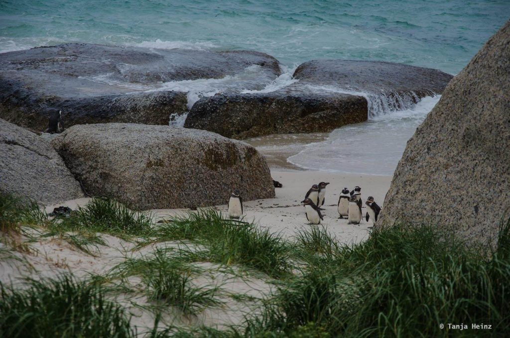 Brillenpinguine