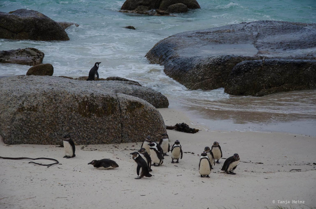 Brillenpinguine