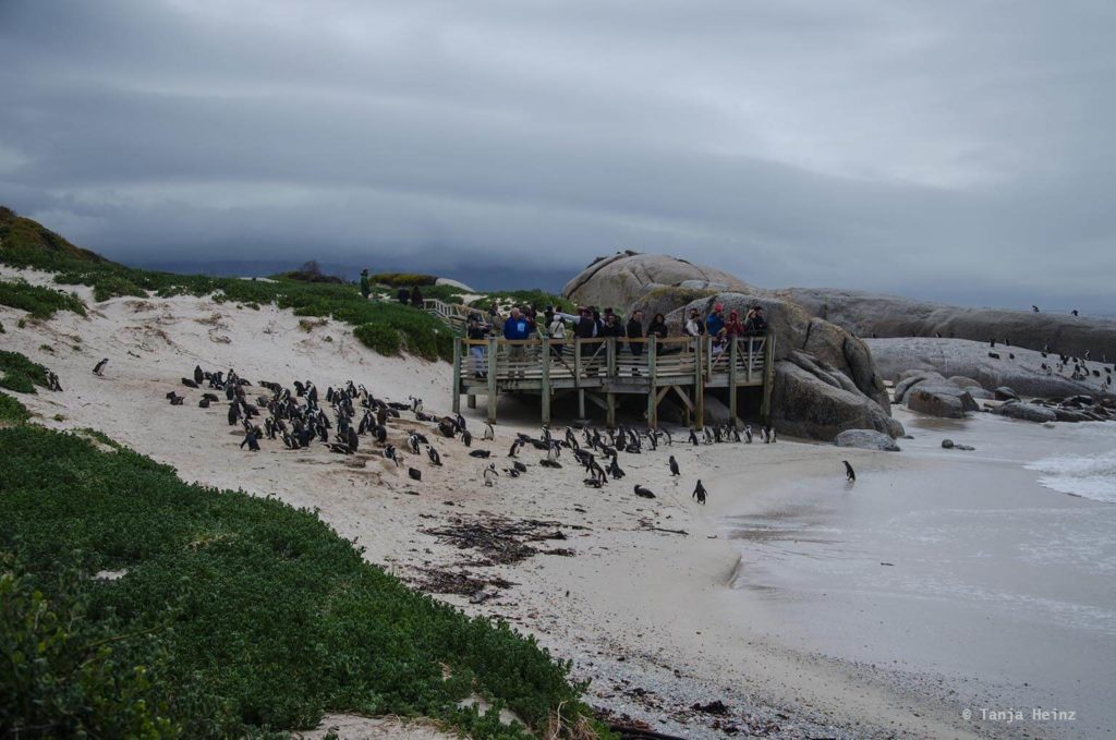 Brillenpinguine