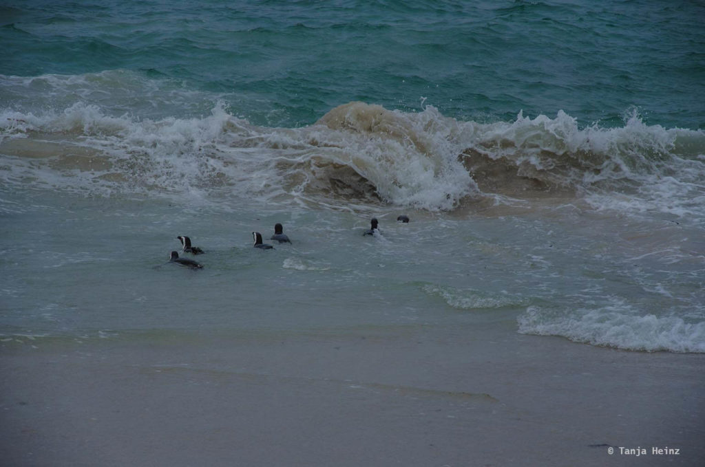Brillenpinguine