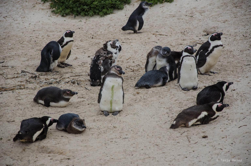 Brillenpinguine