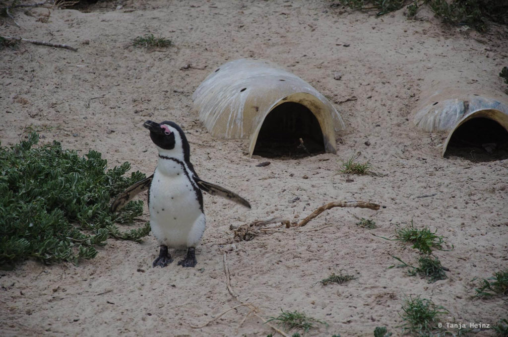 Brillenpinguine
