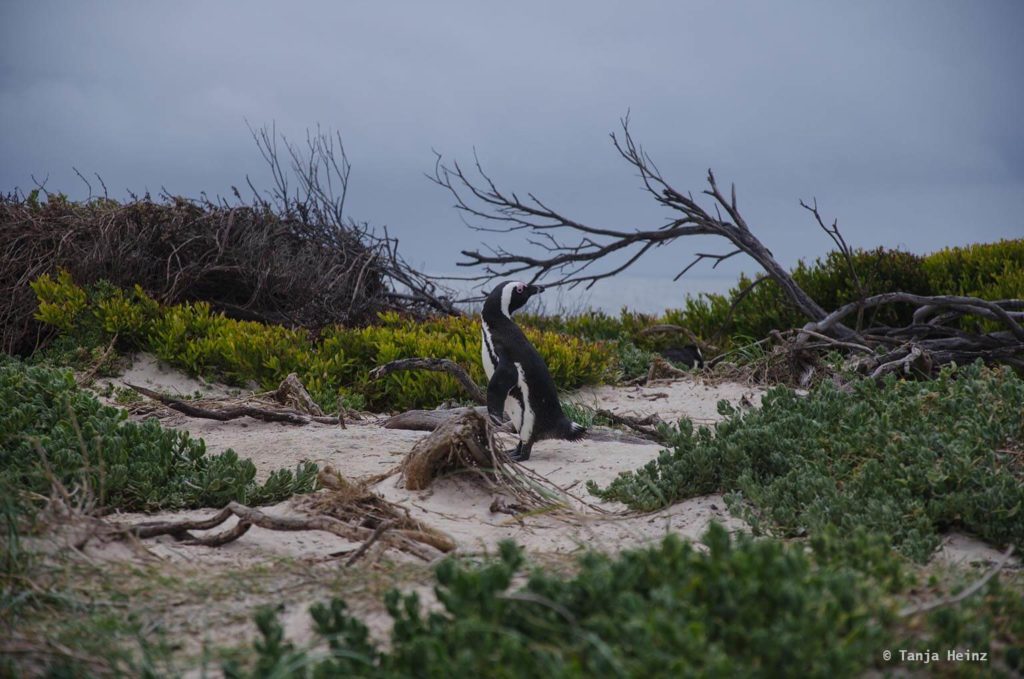 Brillenpinguine