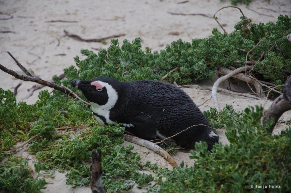 Brillenpinguine