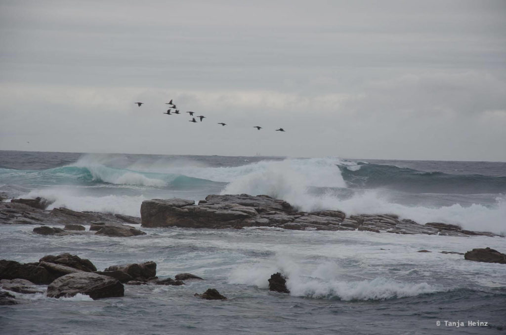 Brillenpinguine