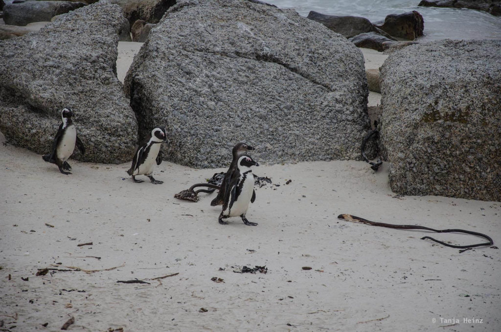 Brillenpinguine