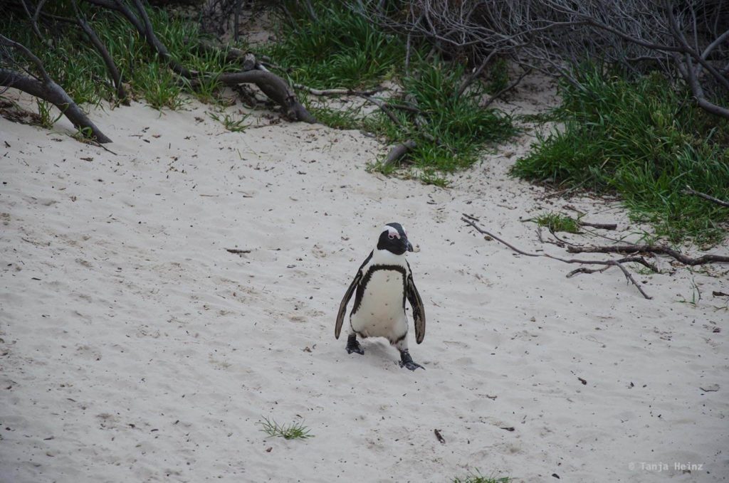 Brillenpinguine