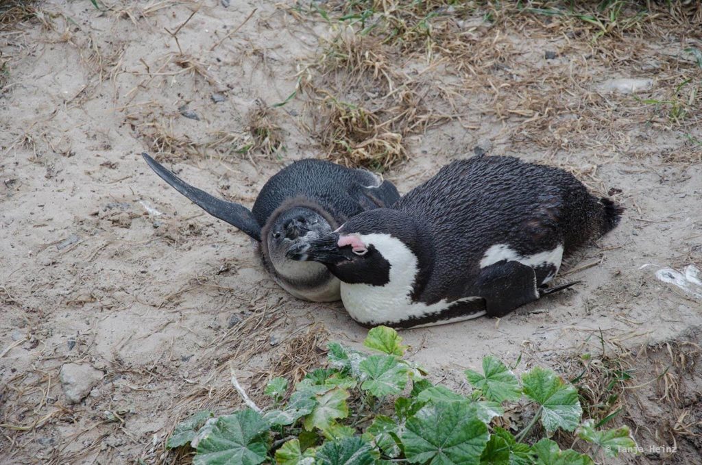 Brillenpinguine