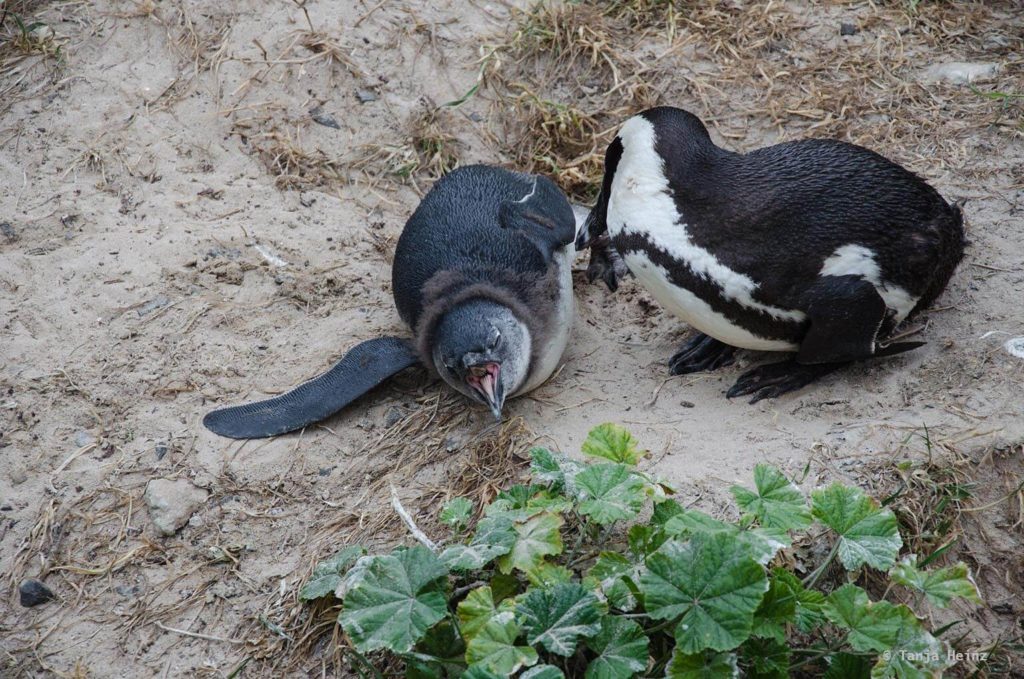 Brillenpinguine