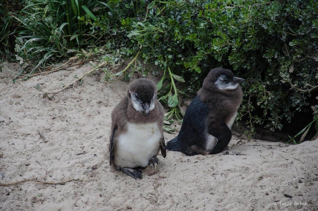 Brillenpinguine