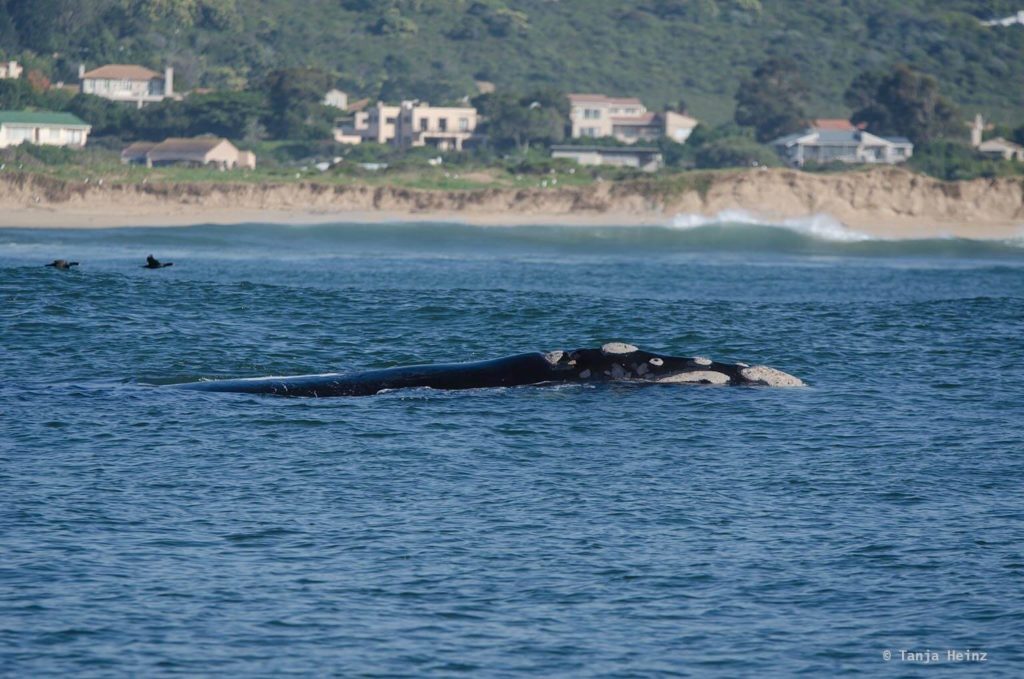Plettenberg Bay