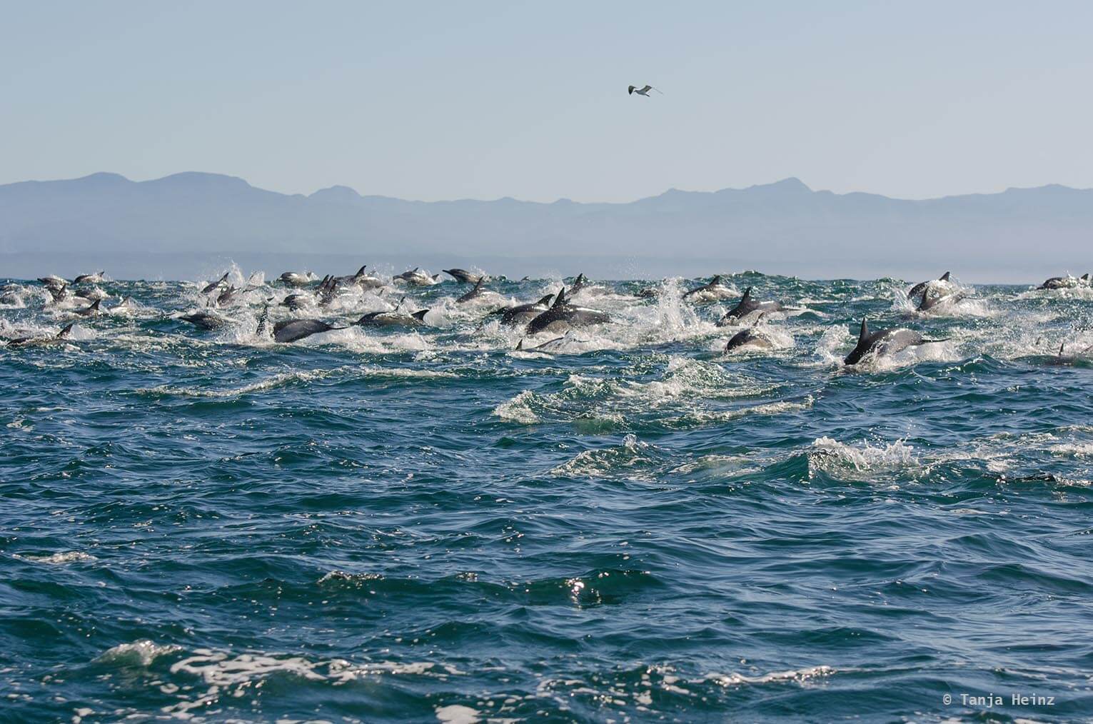 common dolphin in the Azores
