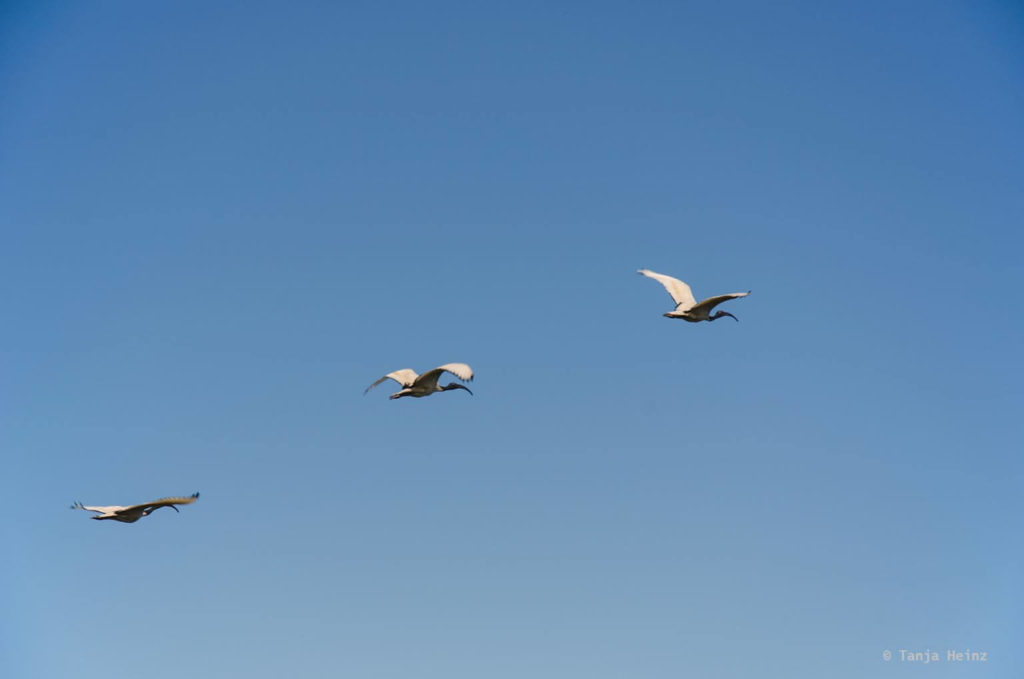 Vögel in Südafrika