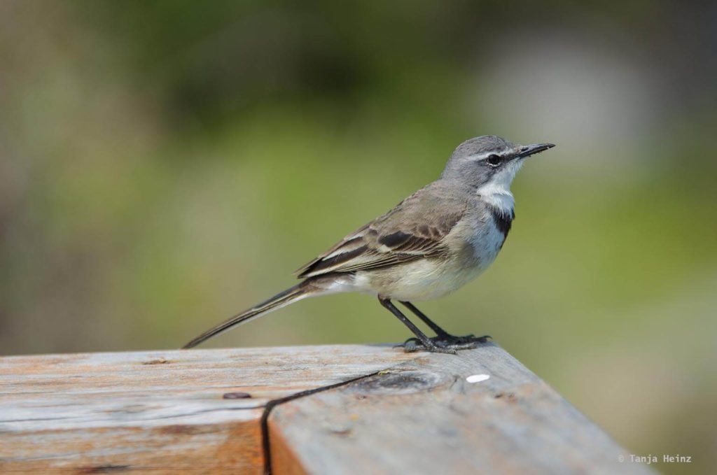Vögel in Südafrika