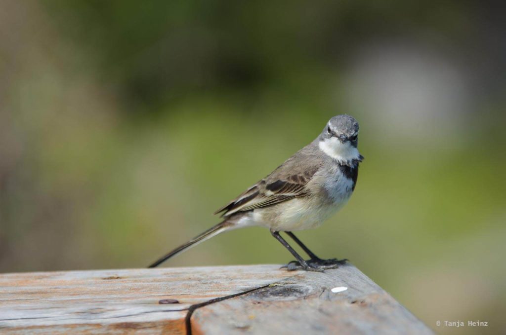 Vögel in Südafrika