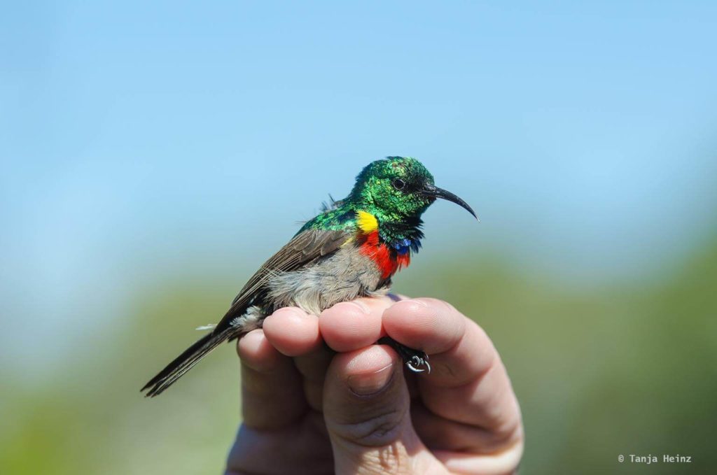 Vögel in Südafrika