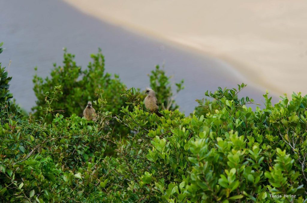 Vögel in Südafrika