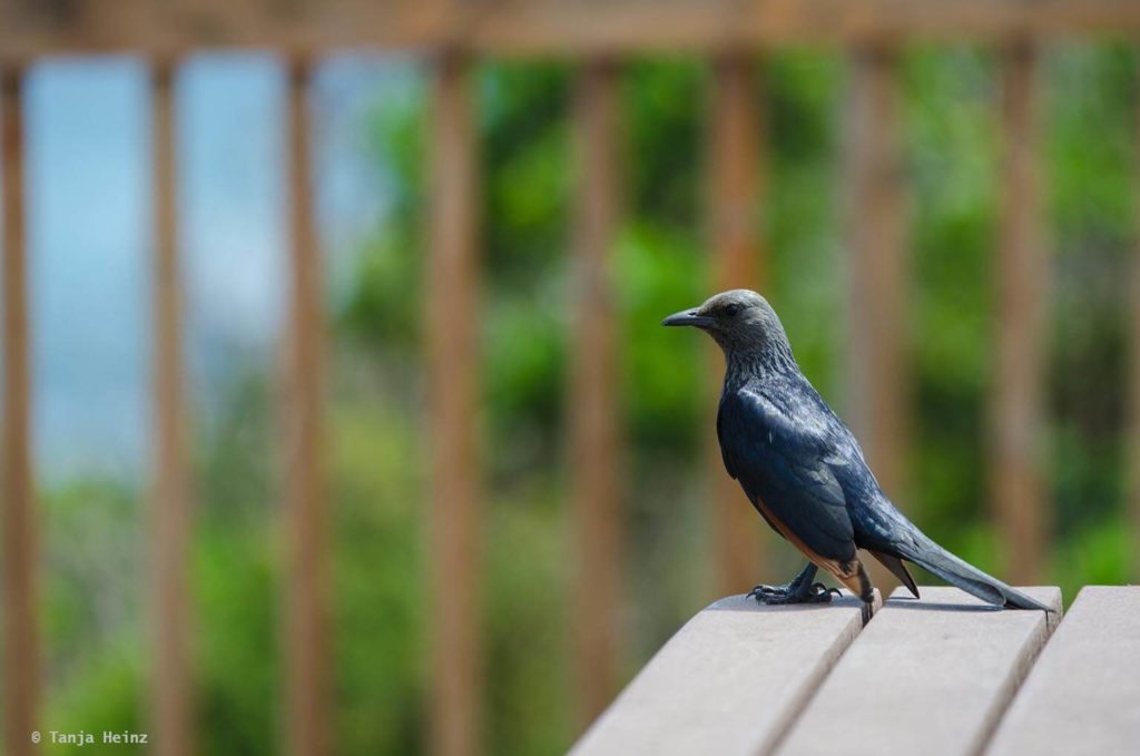 Vögel in Südafrika