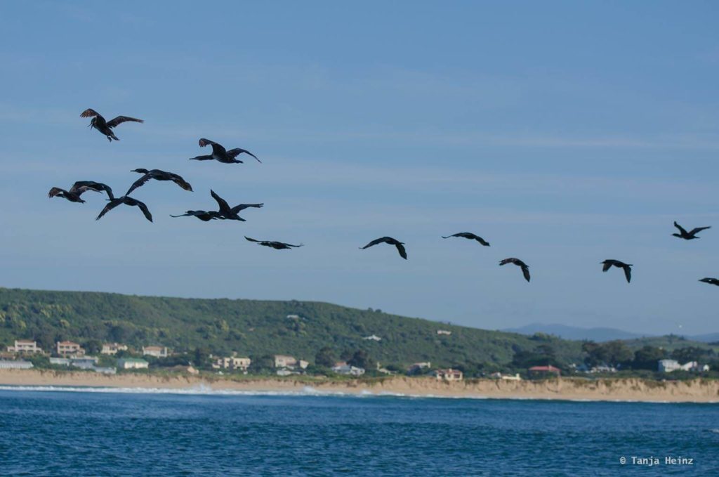 Vögel in Südafrika